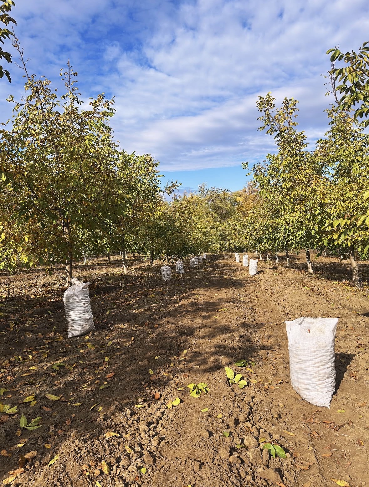 Harvested in-shell walnuts collected in sacks along the orchard rows