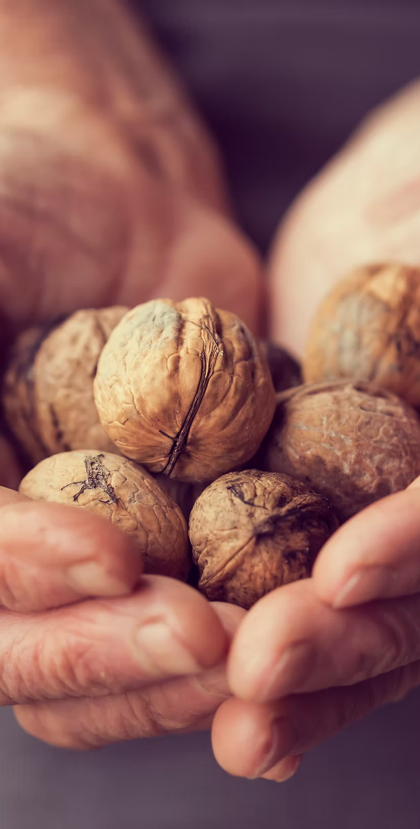 Hands holding freshly harvested Moldovan walnuts