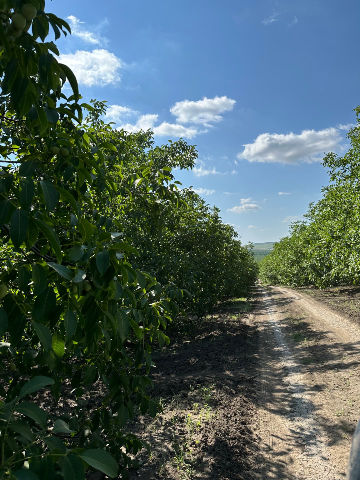 Rows of mature walnut trees in the Birca orchard, central Moldova