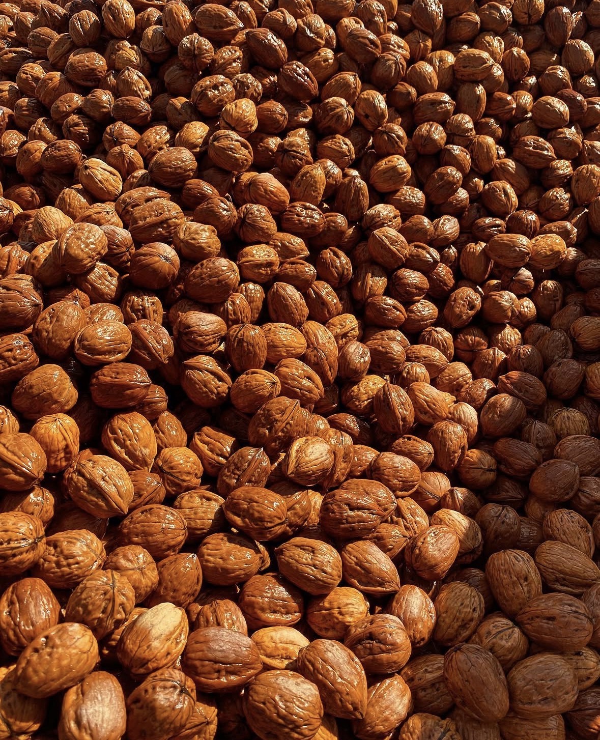 Freshly harvested Chandler, Fernor and Franquette in-shell walnuts